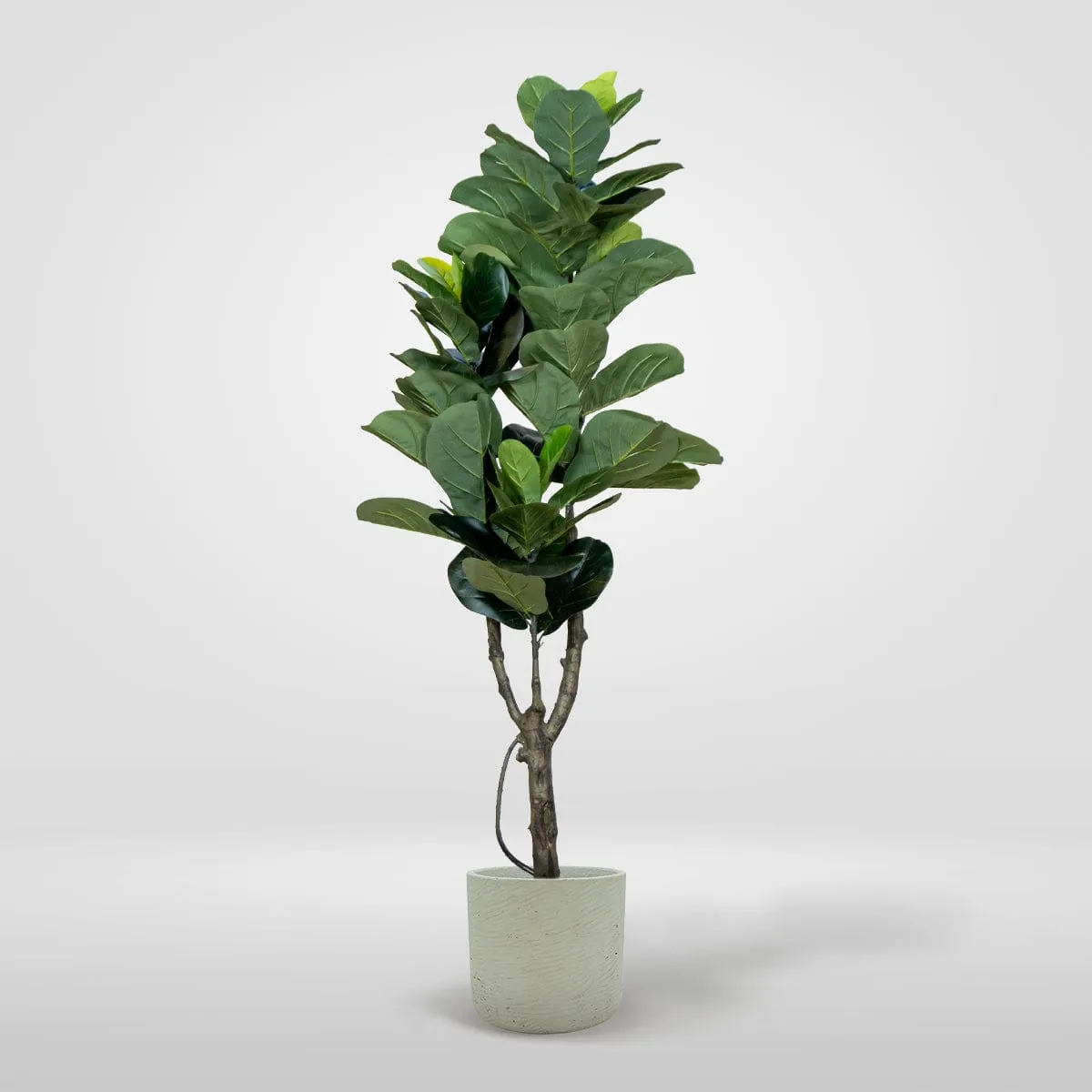 Ficus Lyrata Premium