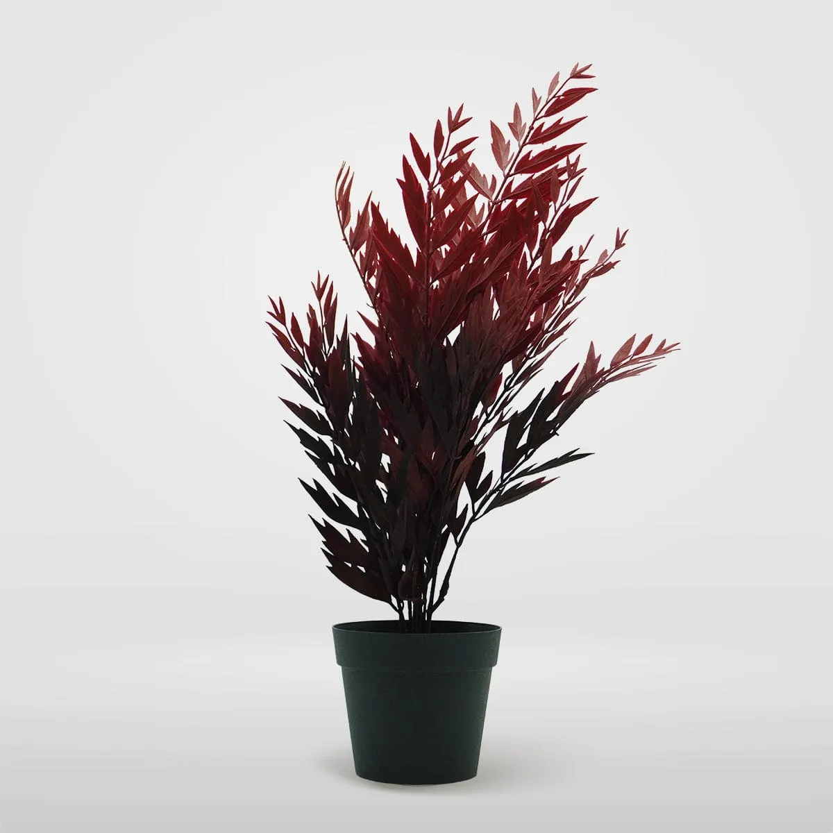 Premium Quality Red Fern Plant